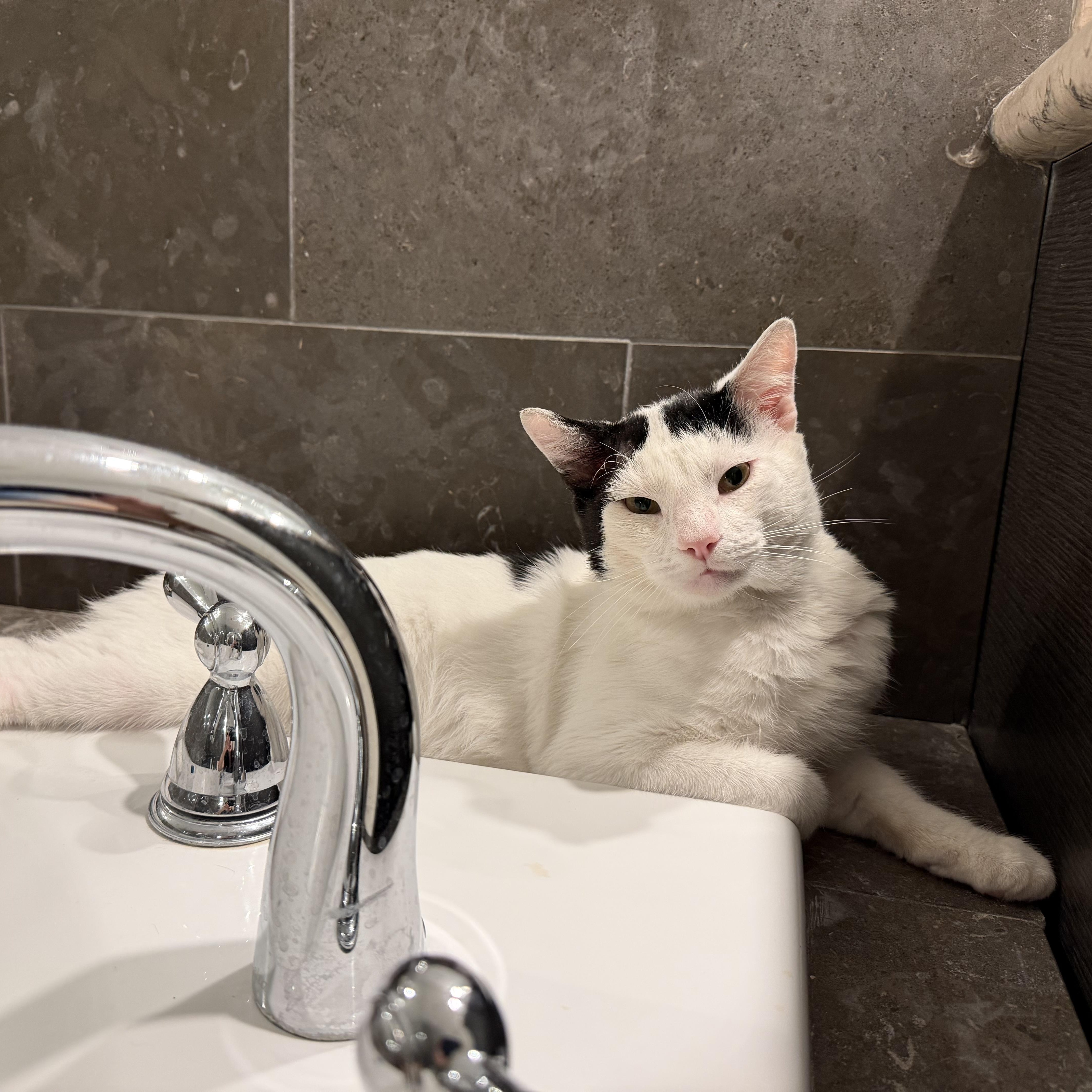 Enlarge Romeo, an adopted Domestic Short Hair in Los Angeles, CA image 1/5