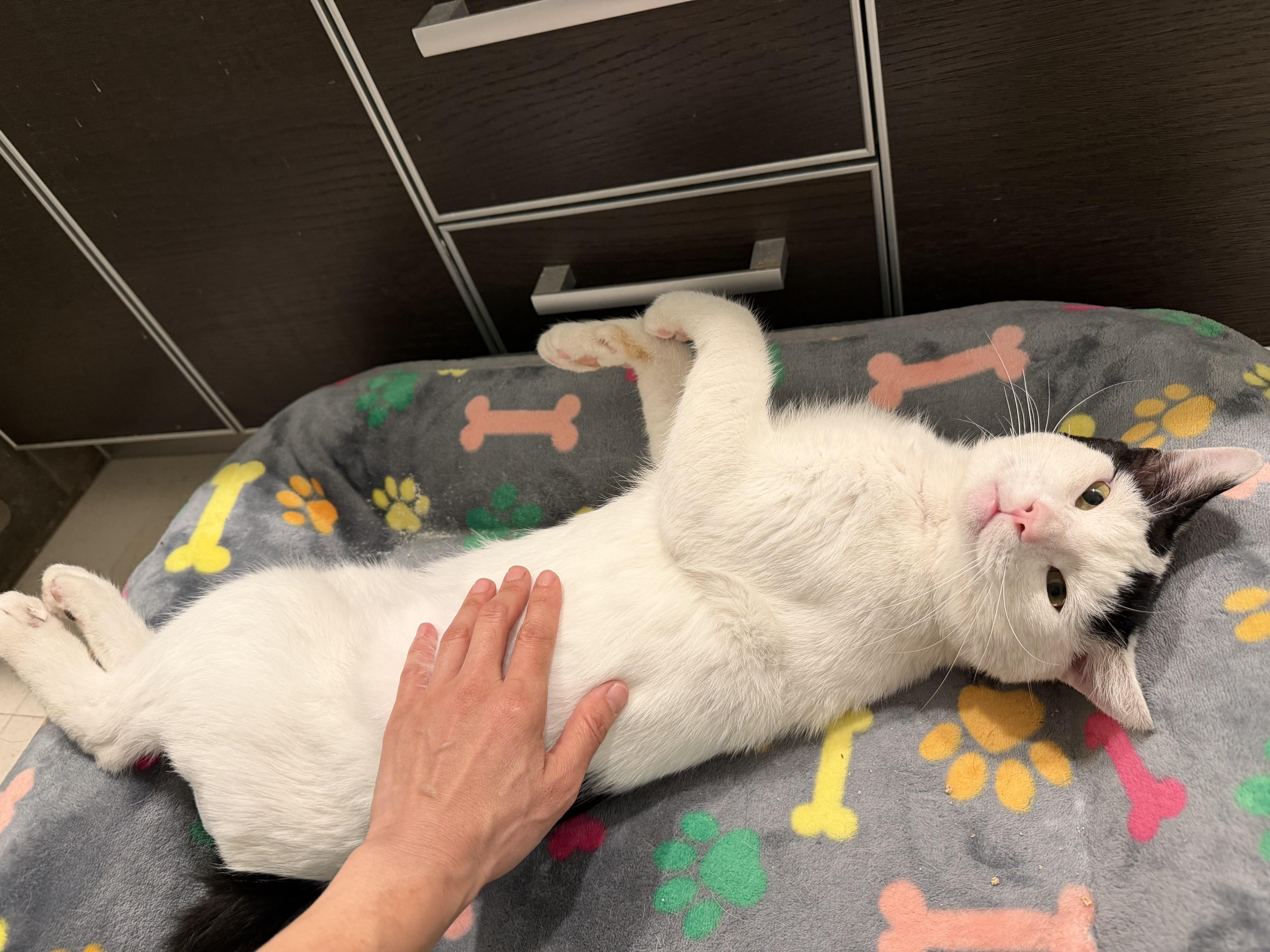 Enlarge Romeo, an adopted Domestic Short Hair in Los Angeles, CA image 3/5