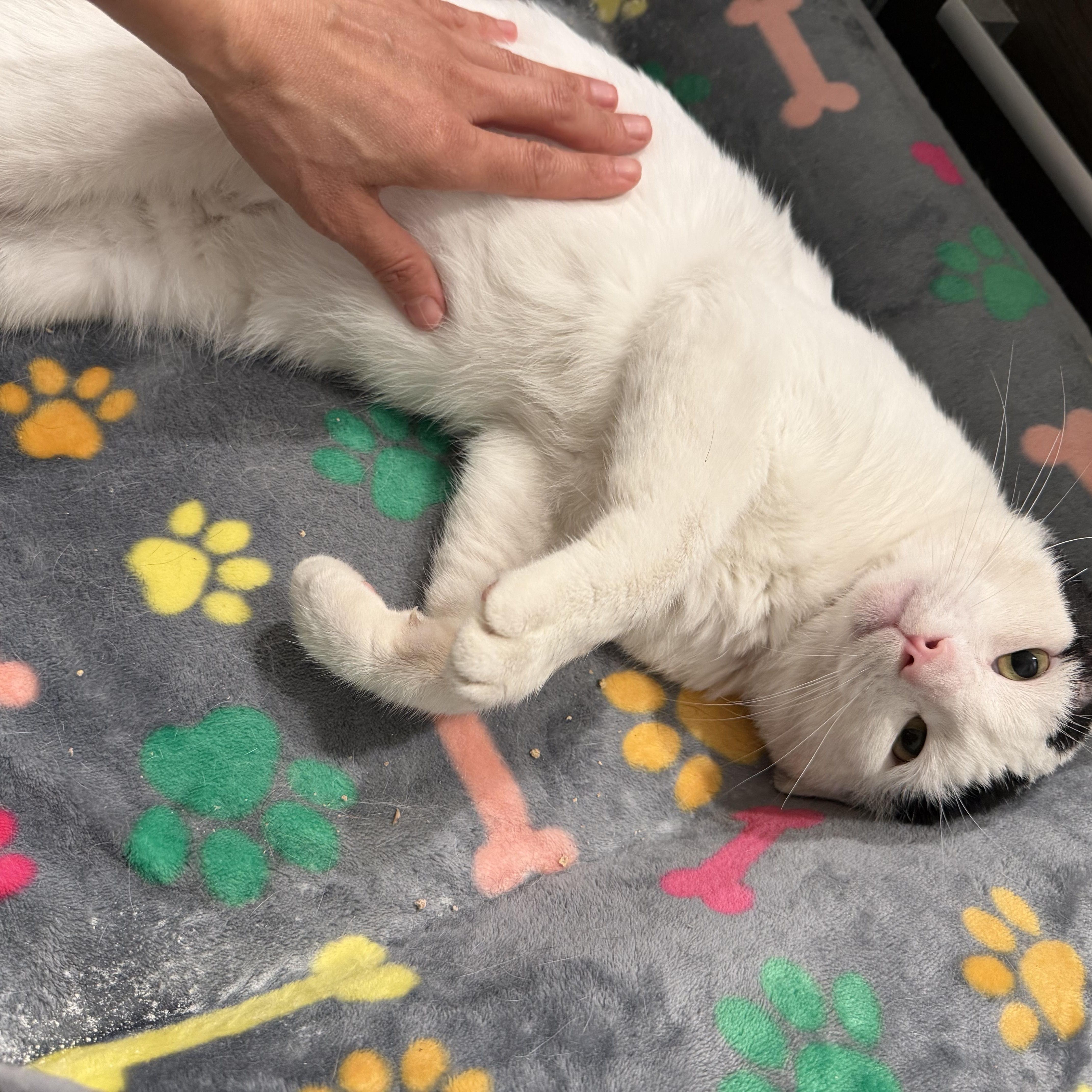 Enlarge Romeo, an adopted Domestic Short Hair in Los Angeles, CA image 5/5