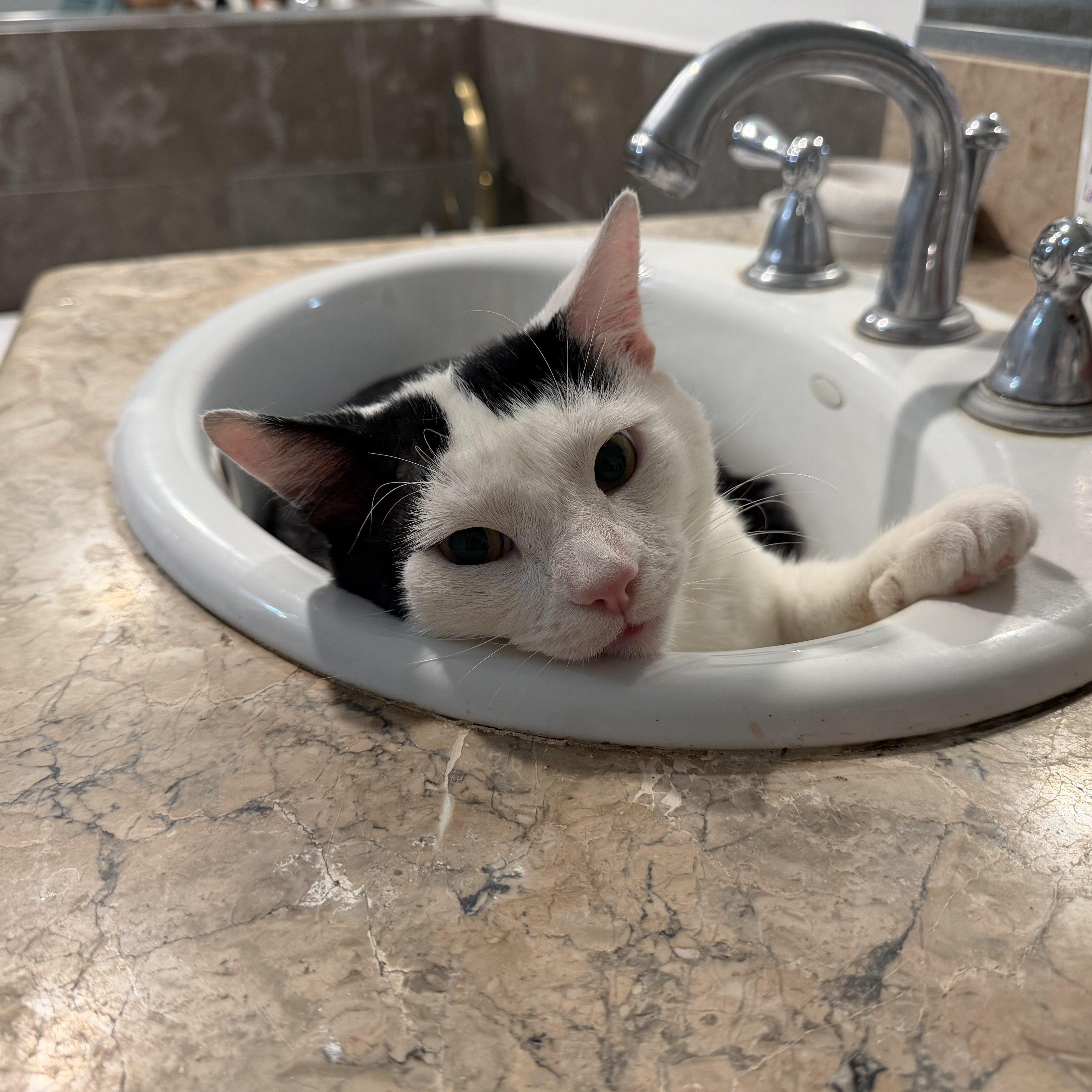 Enlarge Romeo, an adopted Domestic Short Hair in Los Angeles, CA image 4/5