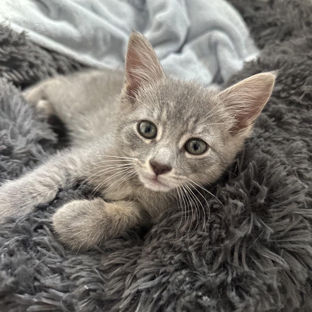 Bubbles, Adoptable, Kitten Female Domestic Short Hair.