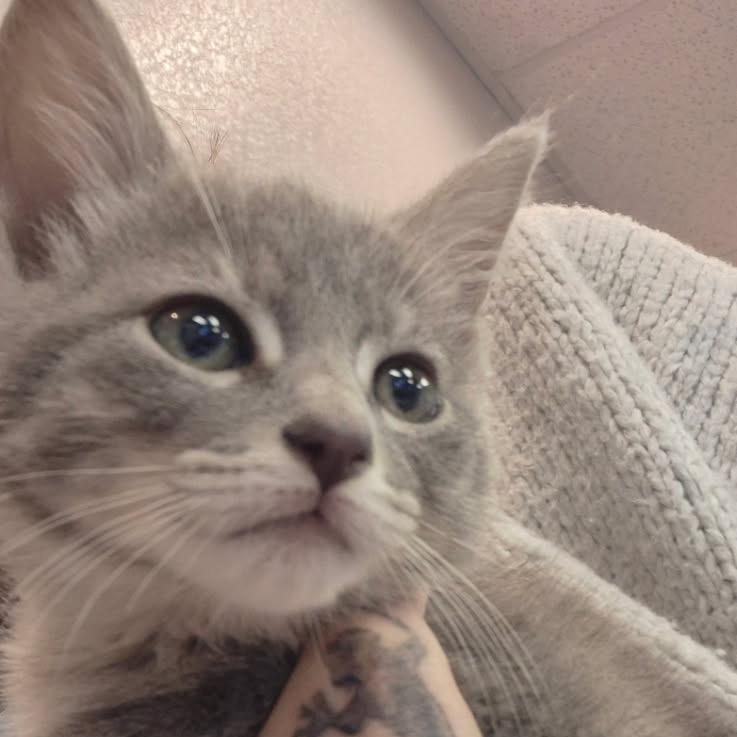 Bubbles, a Adoptable Domestic Short Hair in Commerce City, CO image 5/6