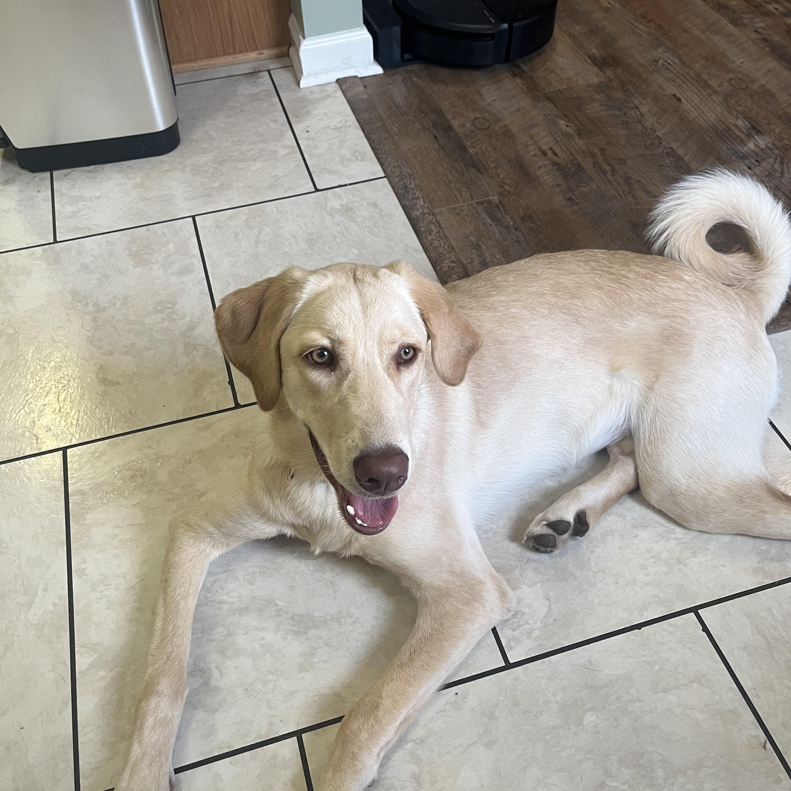 Enlarge Daisy, a Adoptable mixed breed in Franklin, TN image 2/2