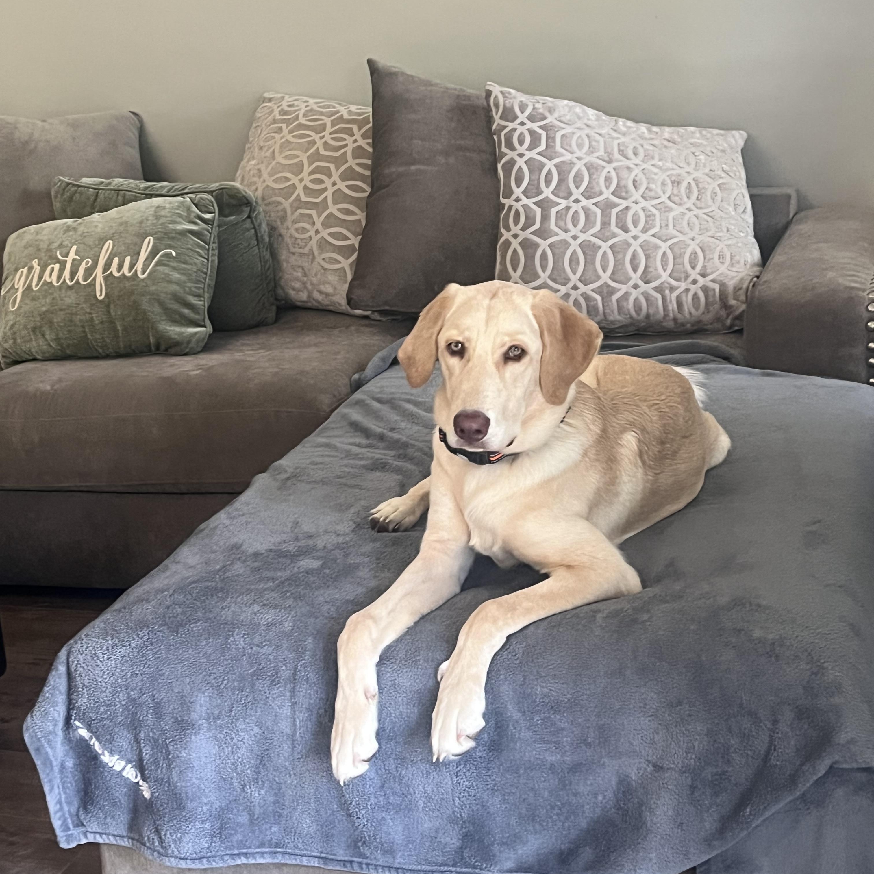 Daisy, Adoptable, Young Female Labrador Retriever.