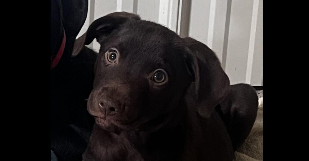 Miles, Adoptable, Puppy Male Chihuahua & Mixed Breed.