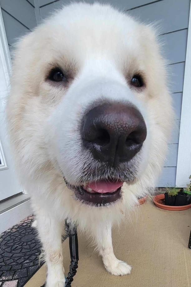 Enlarge Arlo, a Adoption Pending Great Pyrenees in Raleigh, NC image 2/6