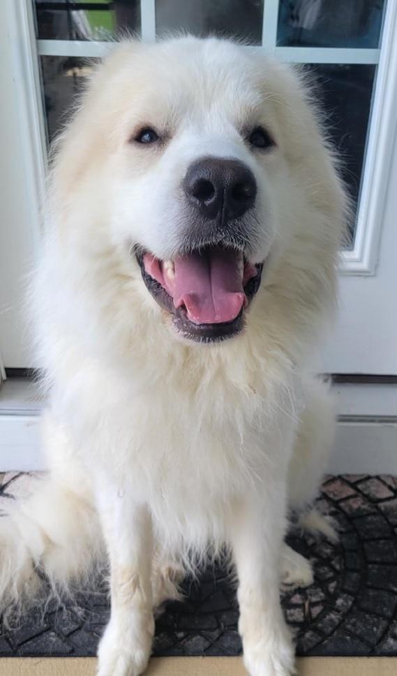 Enlarge Arlo, a Adoption Pending Great Pyrenees in Raleigh, NC image 4/6