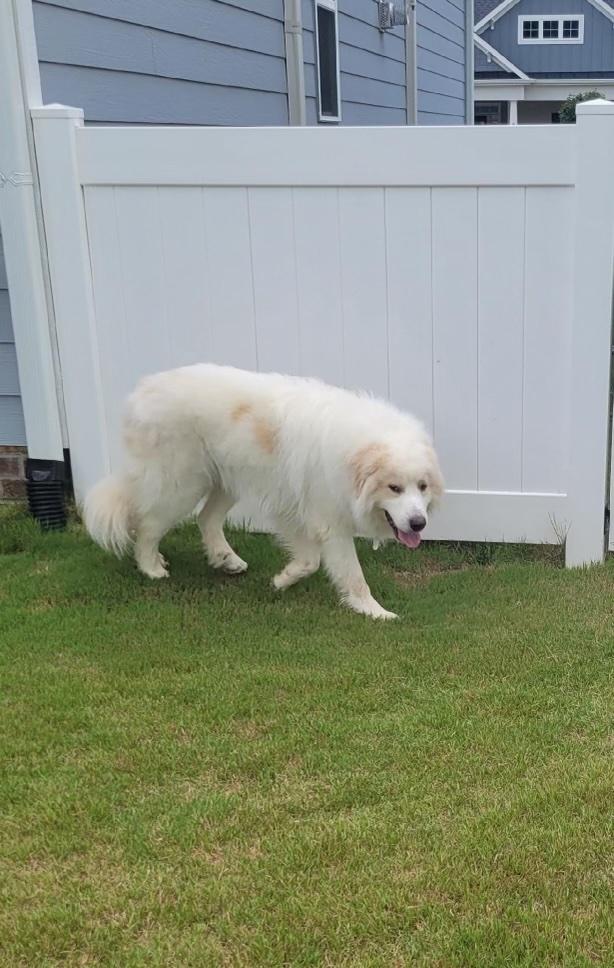 Enlarge Arlo, a Adoption Pending Great Pyrenees in Raleigh, NC image 5/6