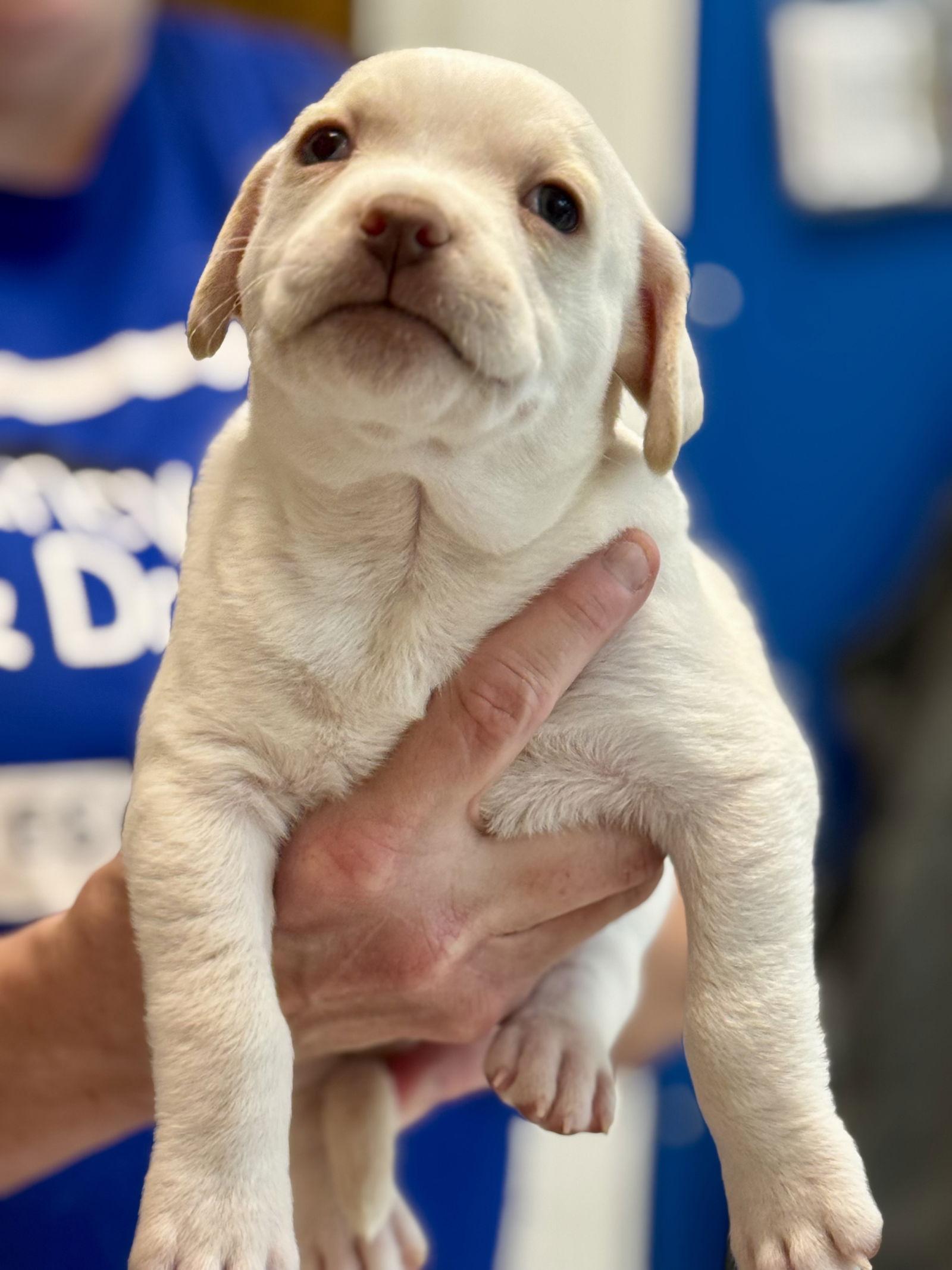 Truffle, Adopted, Puppy Female Labrador Retriever & Husky.