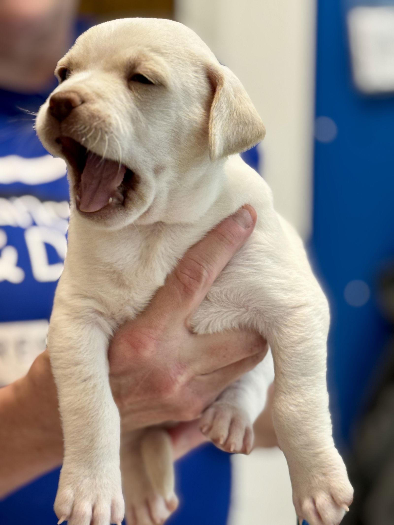 Enlarge Truffle, a Adopted mixed breed in Herndon, VA image 2/3