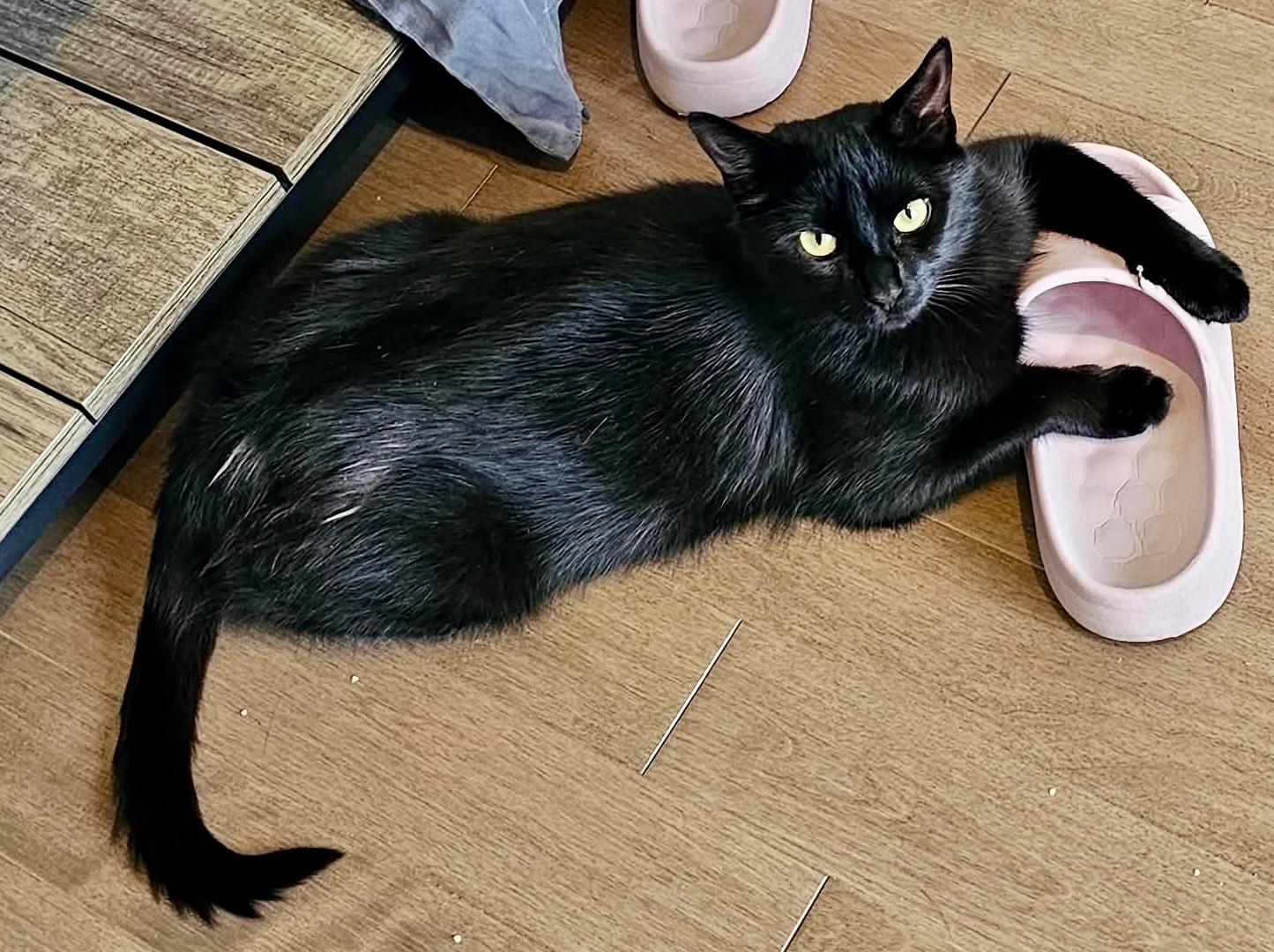 Enlarge Umbral, a Adoptable Domestic Short Hair in Pointe-Claire, QC image 2/6