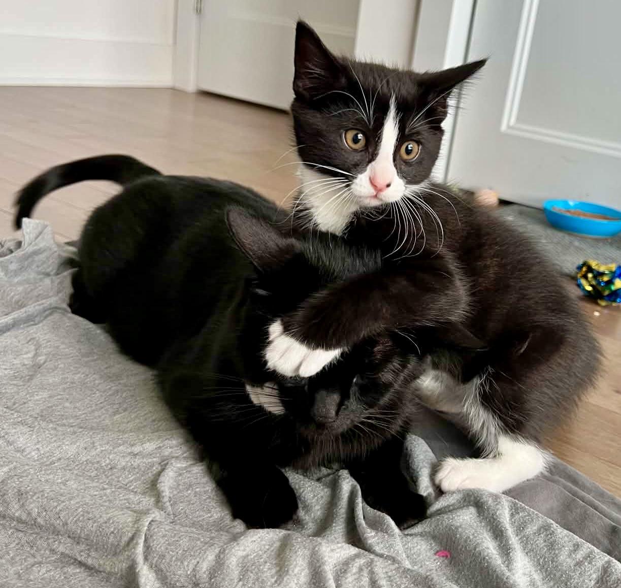Enlarge Umbral, a Adoptable Domestic Short Hair in Pointe-Claire, QC image 5/6