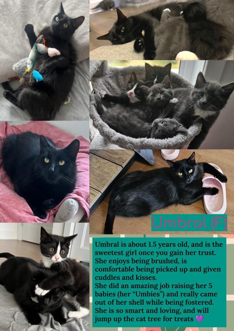 Enlarge Umbral, a Adoptable Domestic Short Hair in Pointe-Claire, QC image 6/6