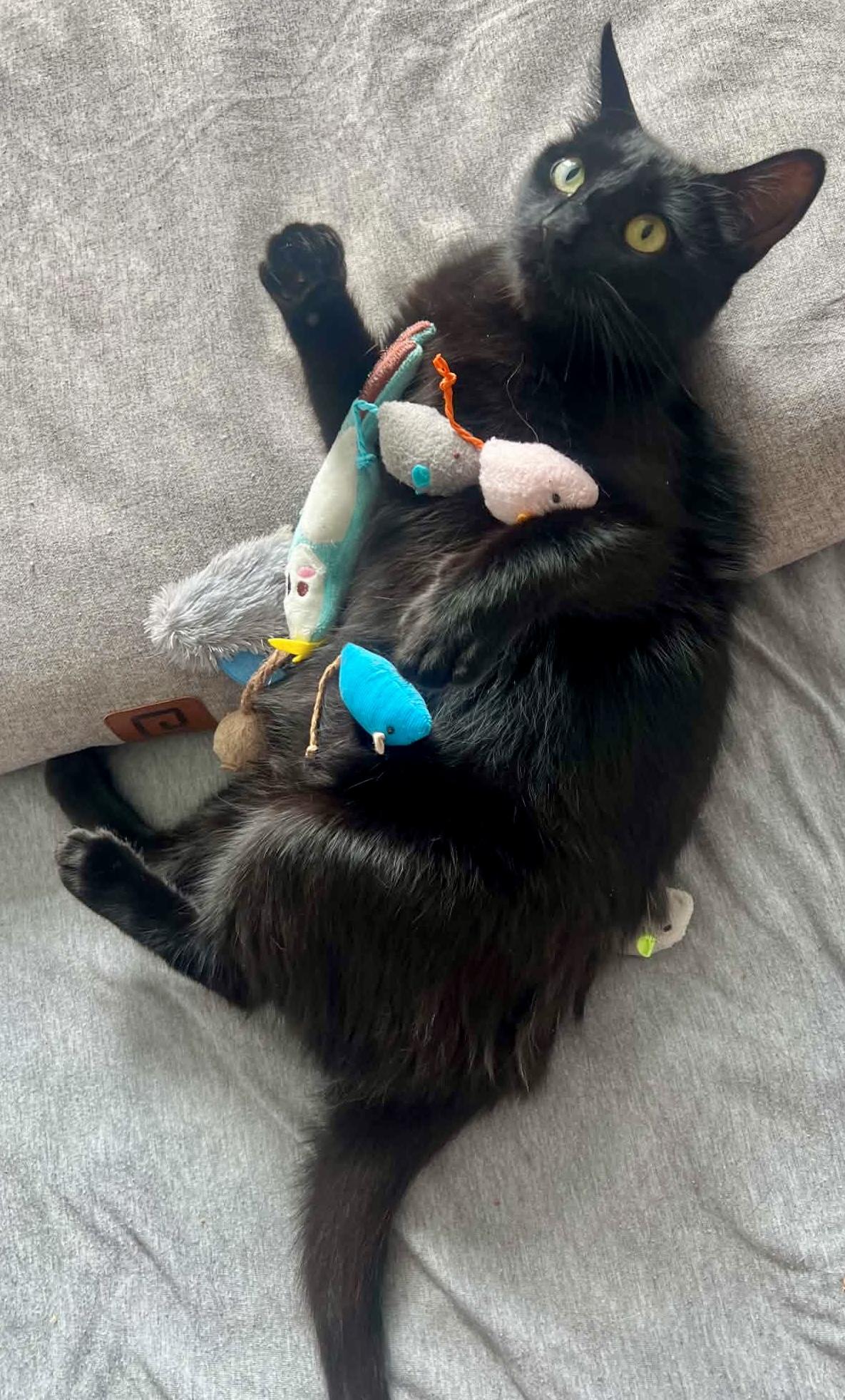 Enlarge Umbral, a Adoptable Domestic Short Hair in Pointe-Claire, QC image 3/6