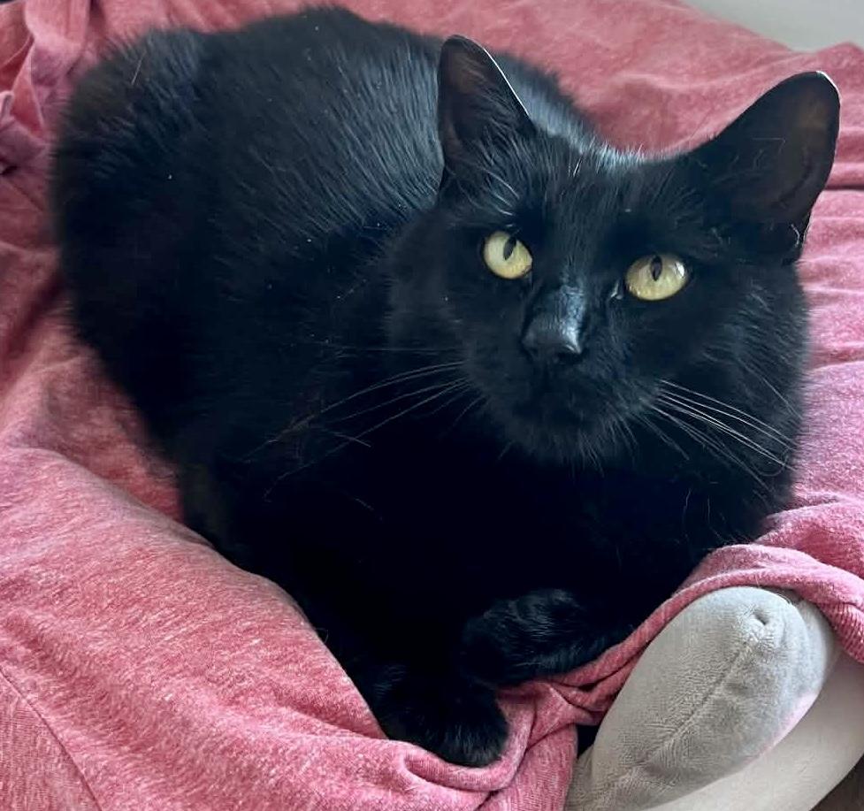 Umbral, Adoptable, Adult Female Domestic Short Hair.