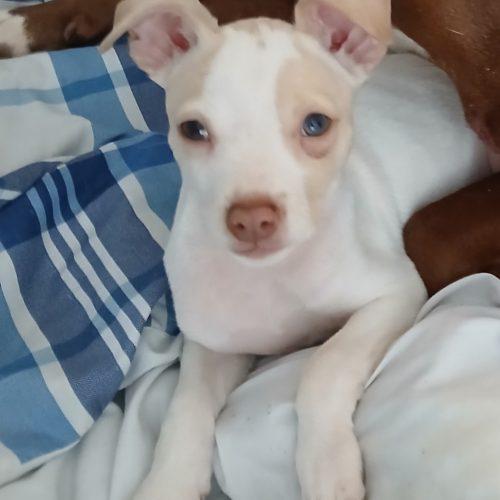Orion, a Adoptable mixed breed in Kirksville, MO image 1/2