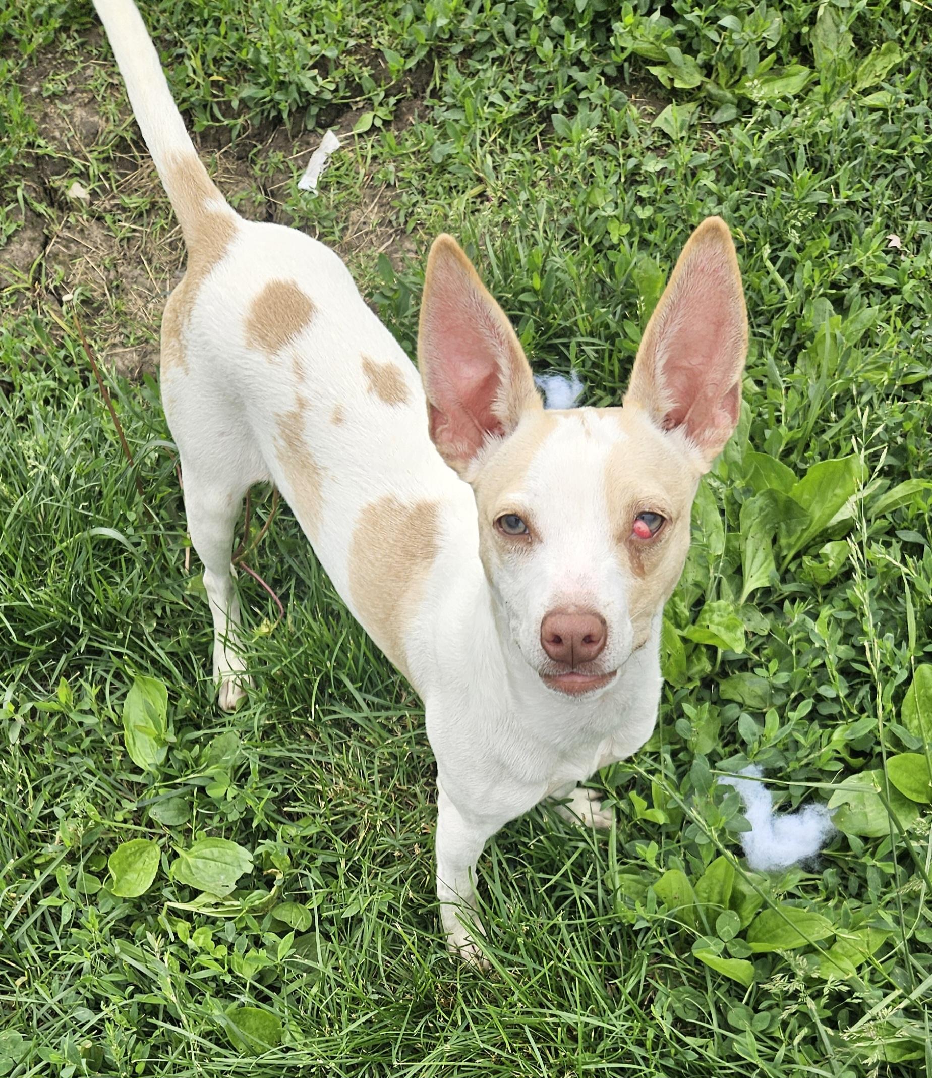 Orion, a Adoptable mixed breed in Kirksville, MO image 2/2