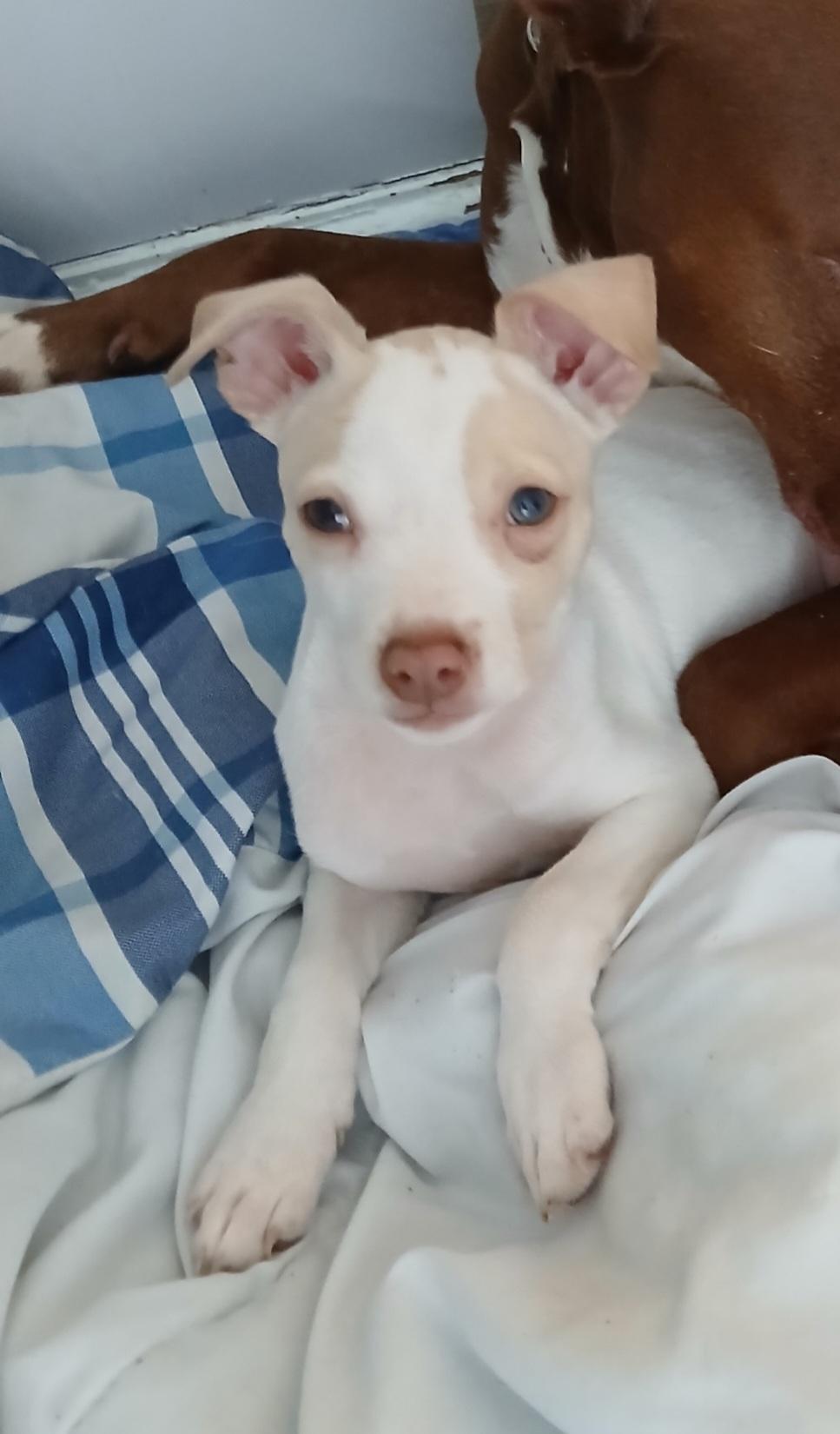 Enlarge Orion, a Adoptable mixed breed in Kirksville, MO image 1/1