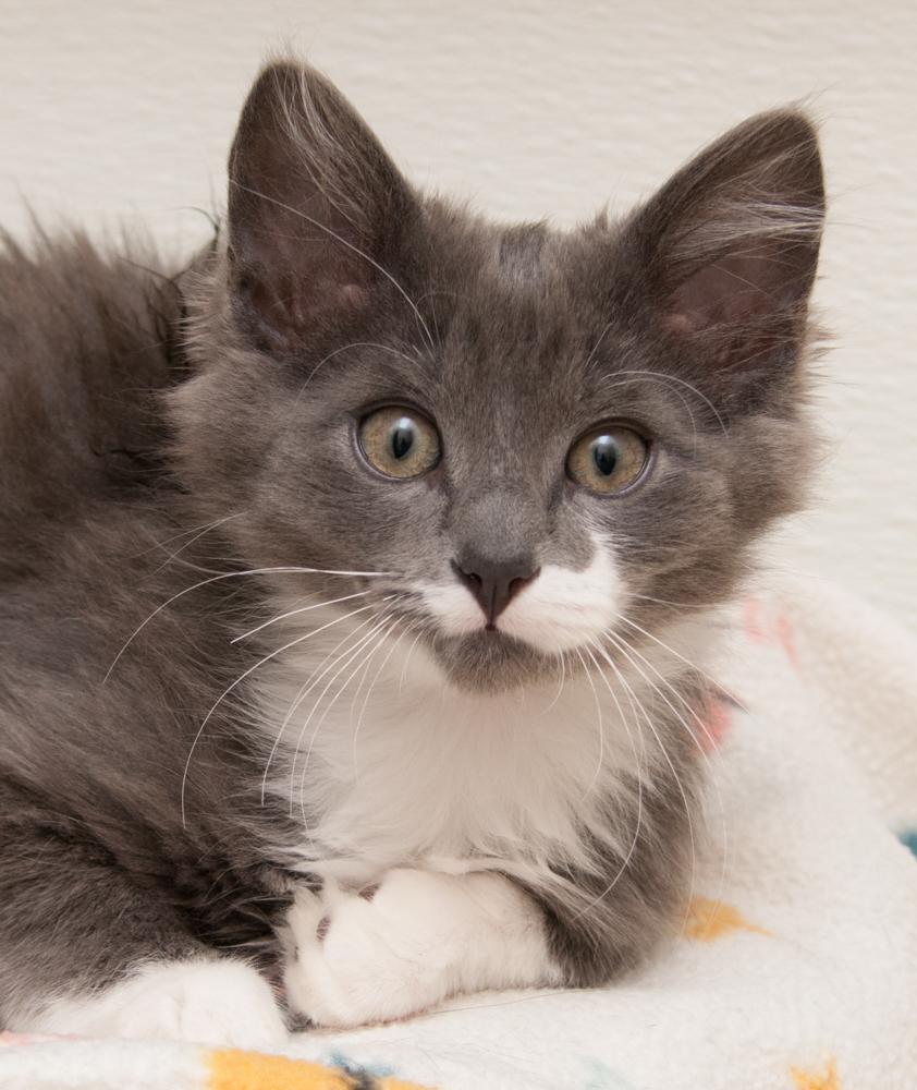 Paul (gets adopted with Jimmy), a Adoptable Domestic Long Hair in Westminster, CO image 1/5