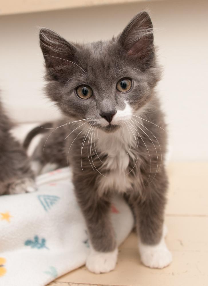 Paul (gets adopted with Jimmy), a Adoptable Domestic Long Hair in Westminster, CO image 2/5