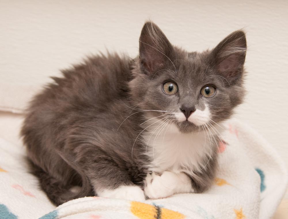 Paul (gets adopted with Jimmy), a Adoptable Domestic Long Hair in Westminster, CO image 3/5