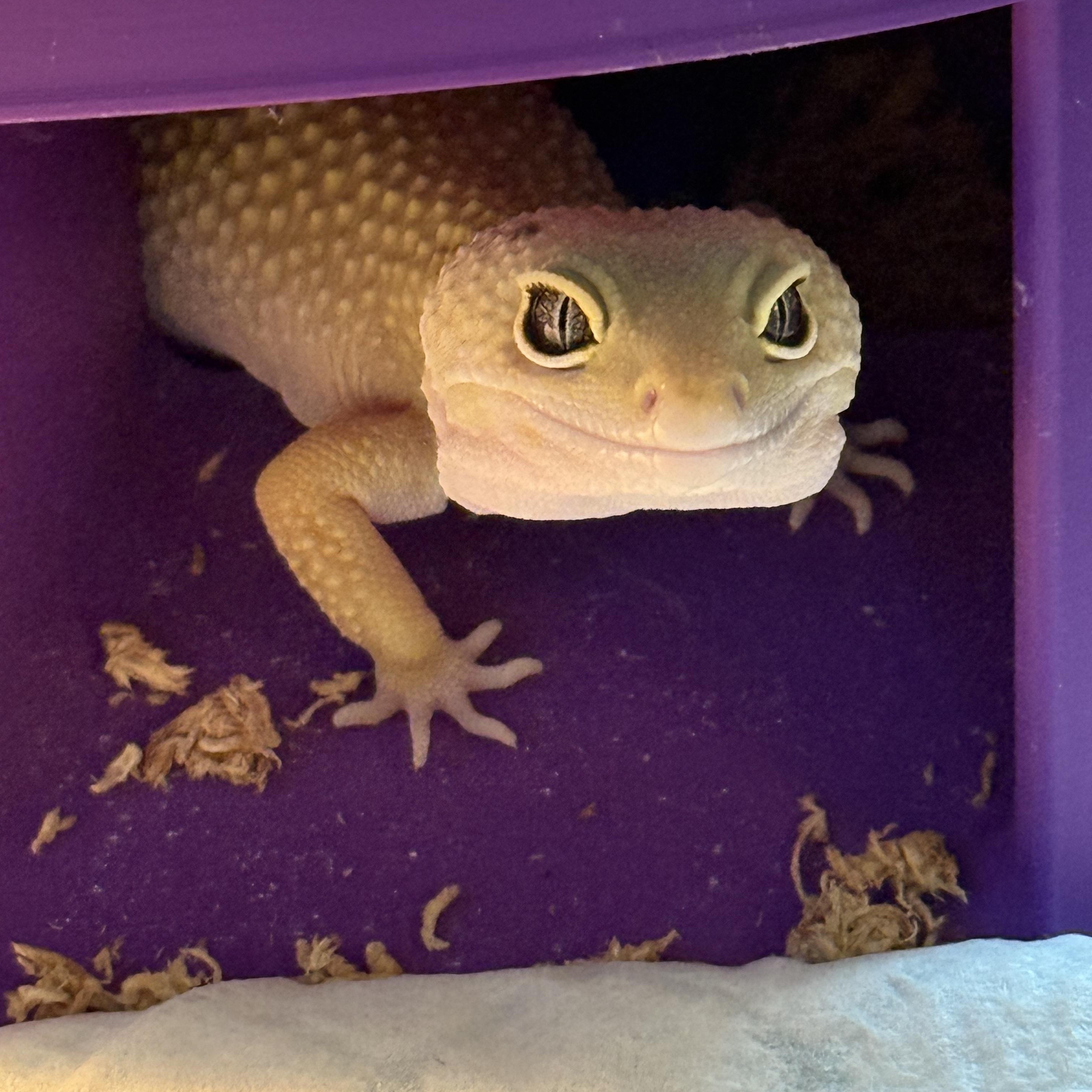 Mango, ADOPTABLE, Young Female Gecko.