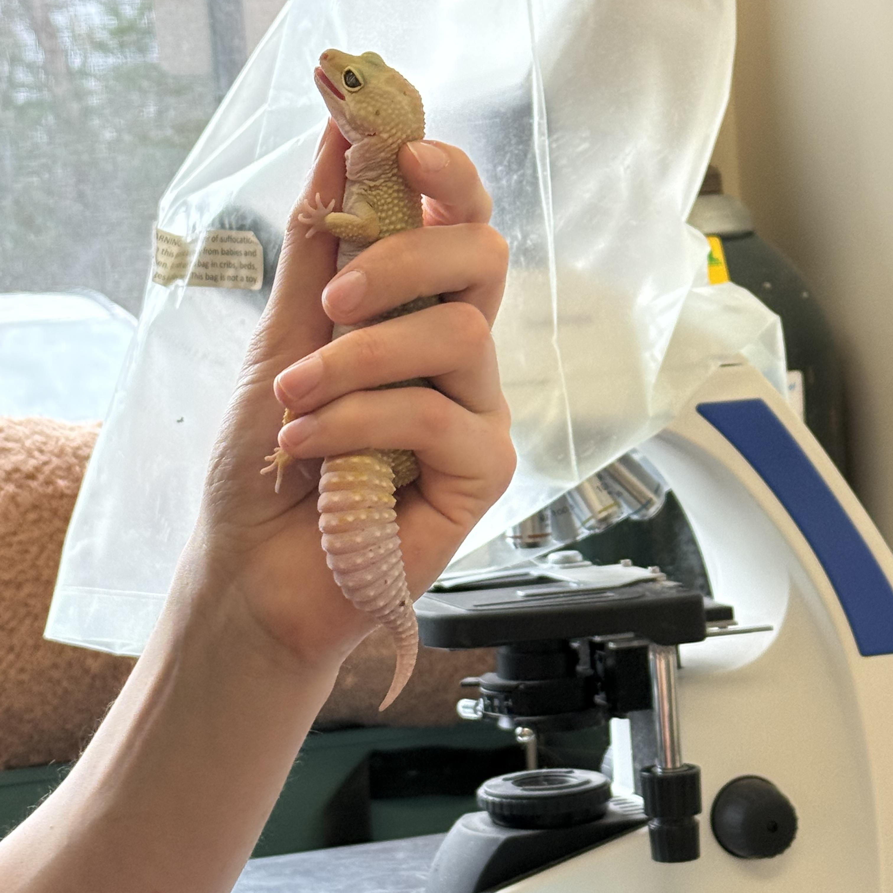 Mango, a ADOPTABLE Gecko in warwick, RI image 3/3