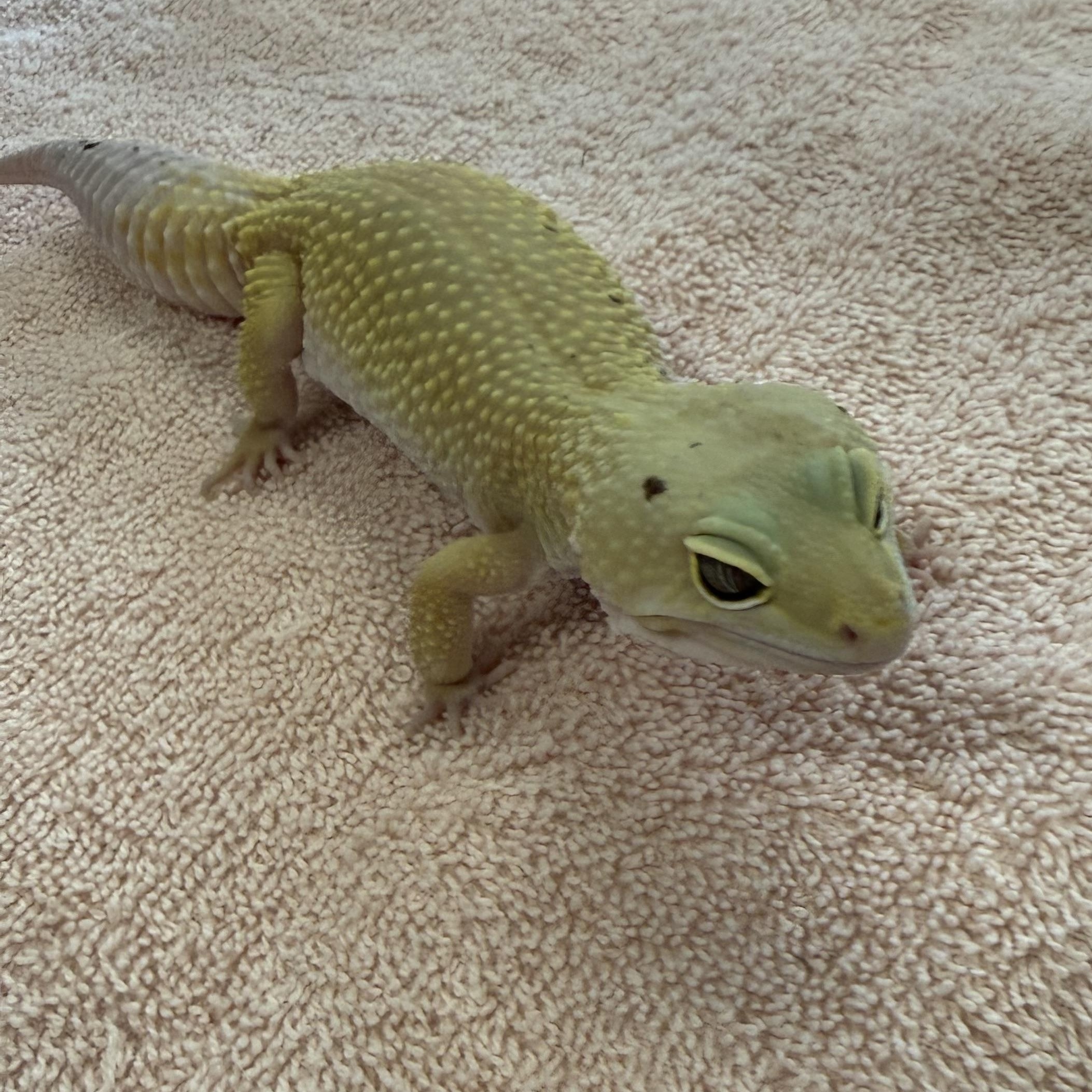 Mango, a ADOPTABLE Gecko in warwick, RI image 2/3