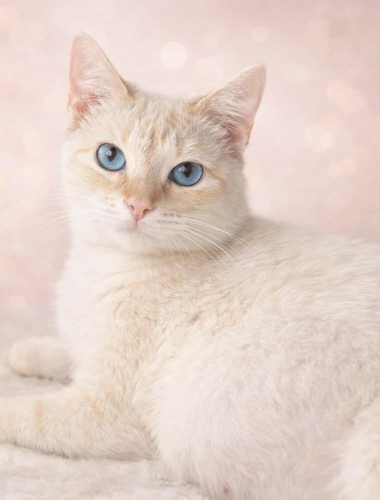 Enlarge Flicka, a ADOPTABLE Domestic Short Hair in Mason City, IA image 1/2