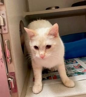 Enlarge Flicka, a ADOPTABLE Domestic Short Hair in Mason City, IA image 2/2