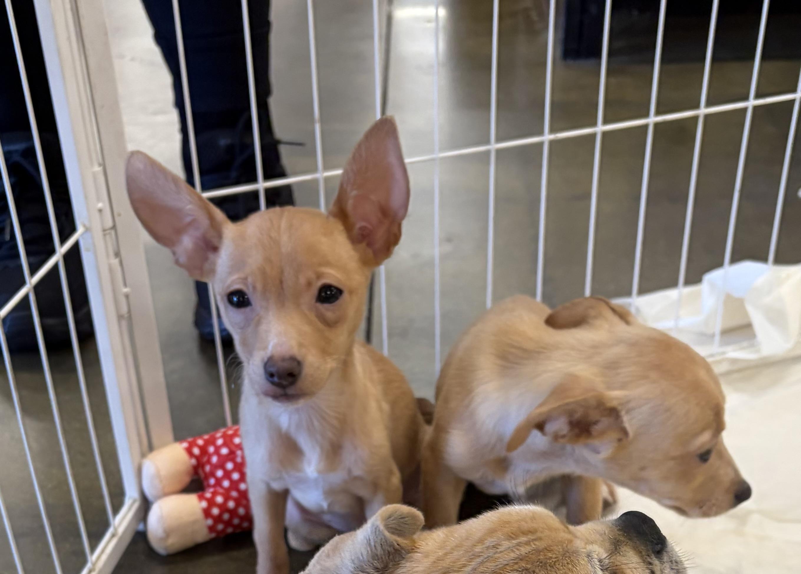 Bessie, a ADOPTABLE mixed breed in Corona, CA image 3/3