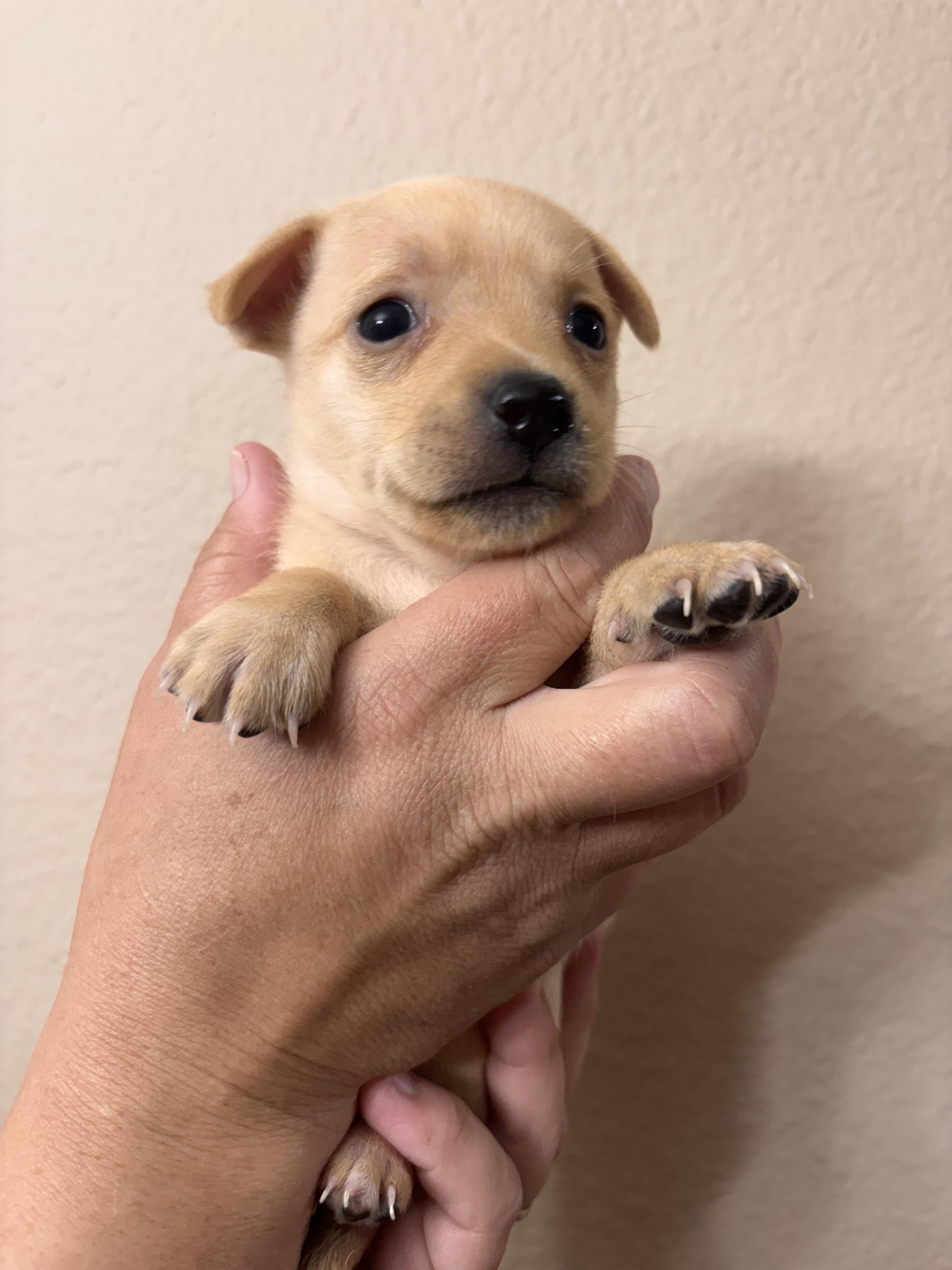 Bessie, ADOPTABLE, Puppy Female Chihuahua & Maltese.