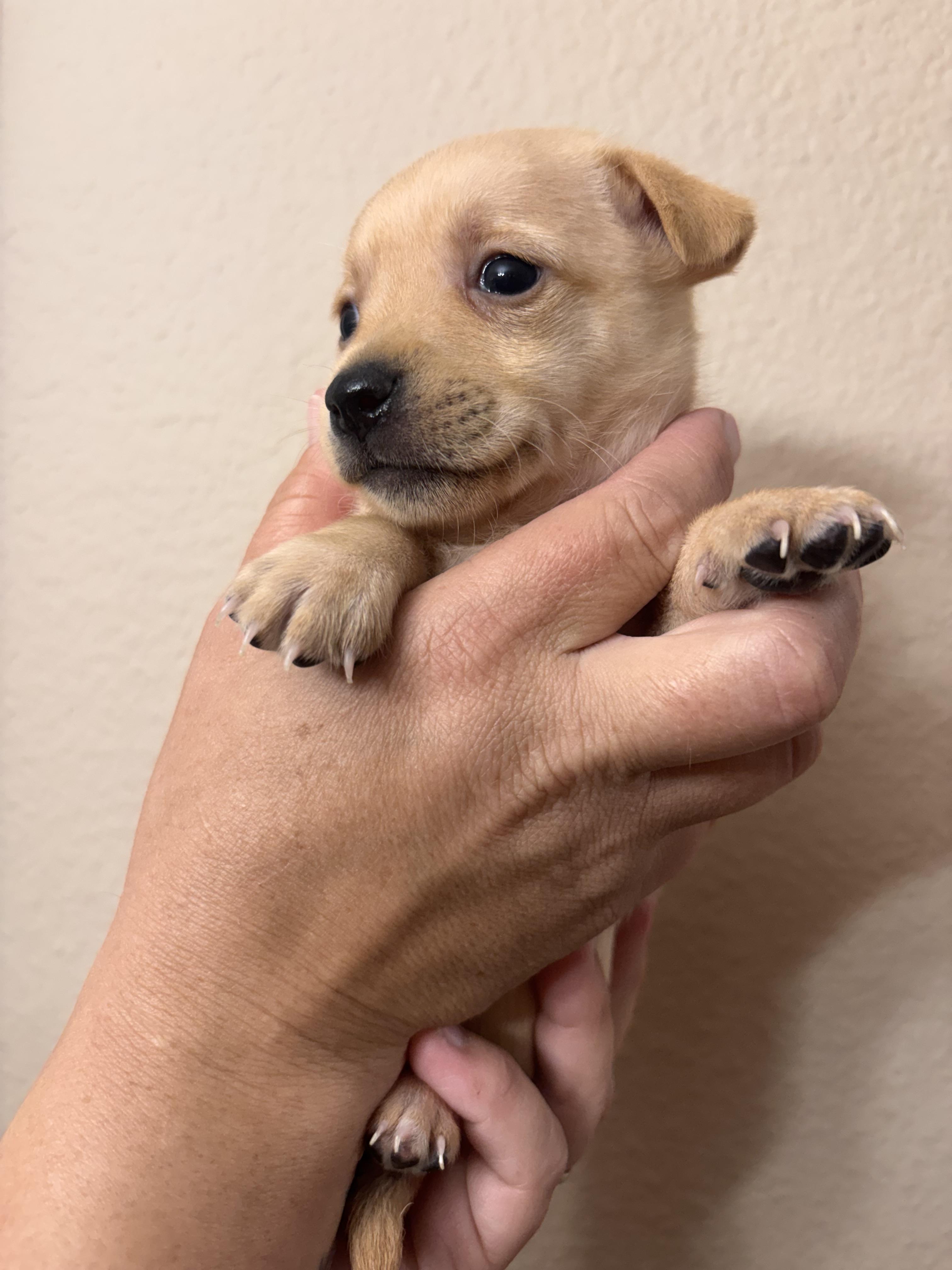 Bessie, a ADOPTABLE mixed breed in Corona, CA image 2/5