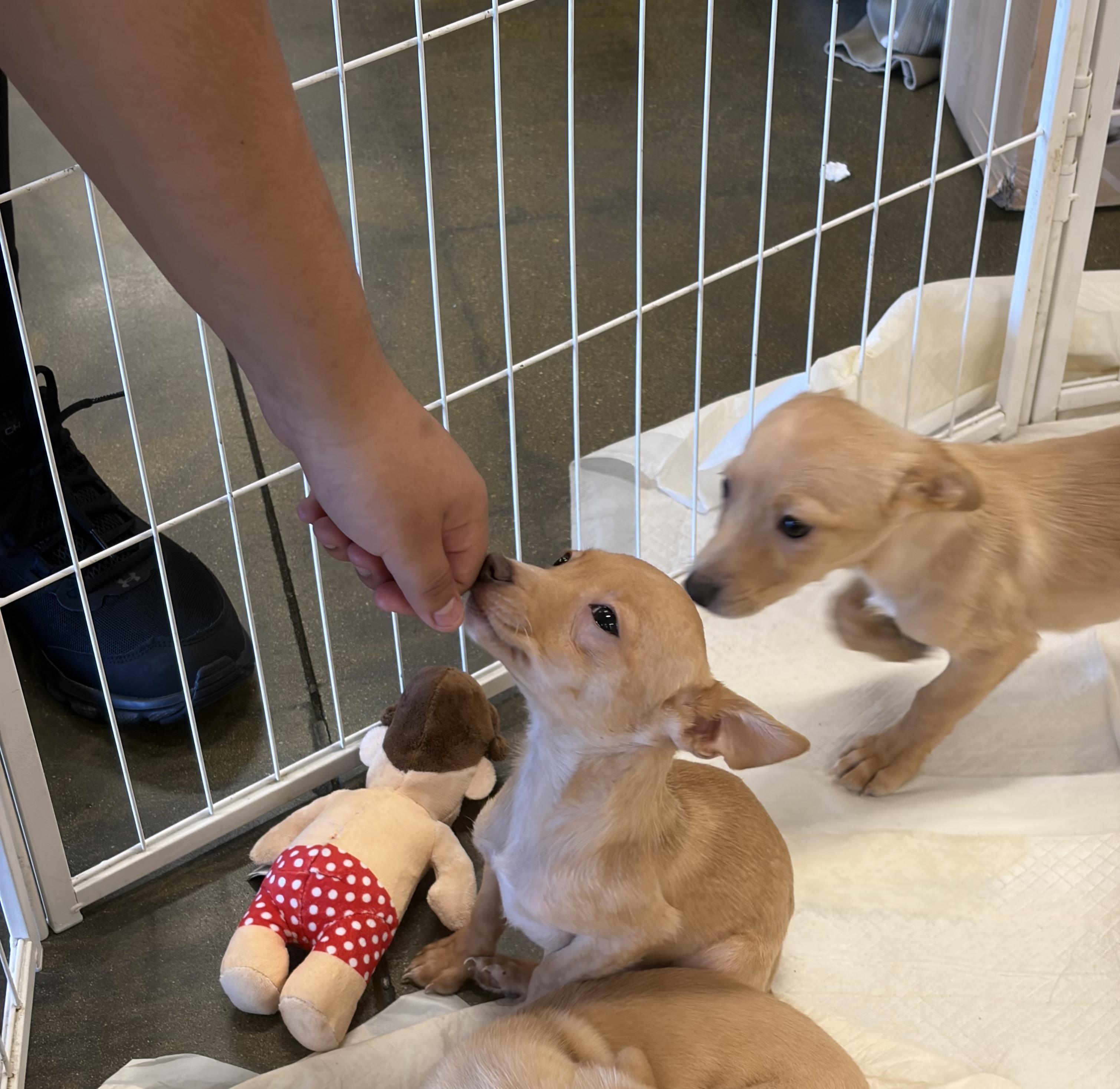 Bessie, ADOPTABLE, Puppy Female Chihuahua & Maltese.