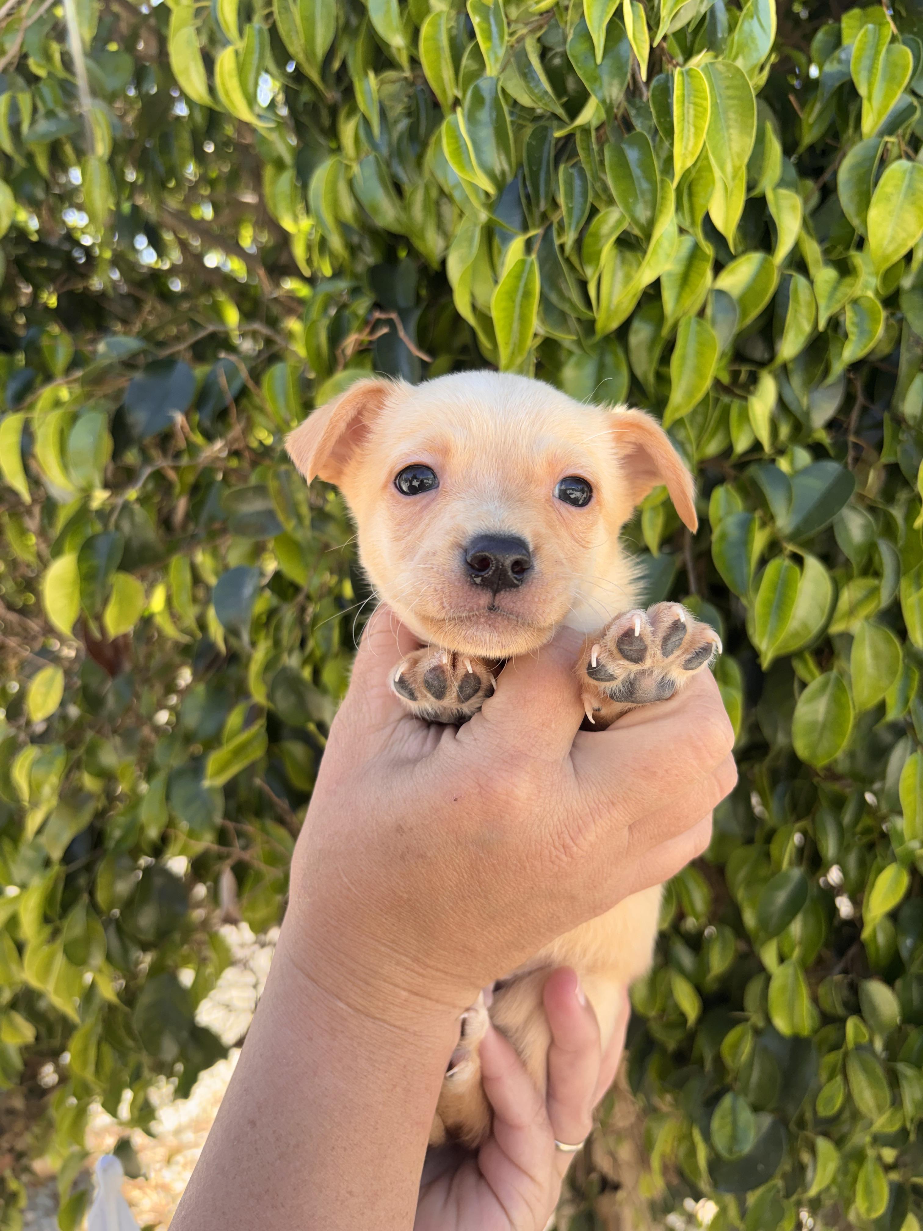 Bessie, a ADOPTABLE mixed breed in Corona, CA image 4/5