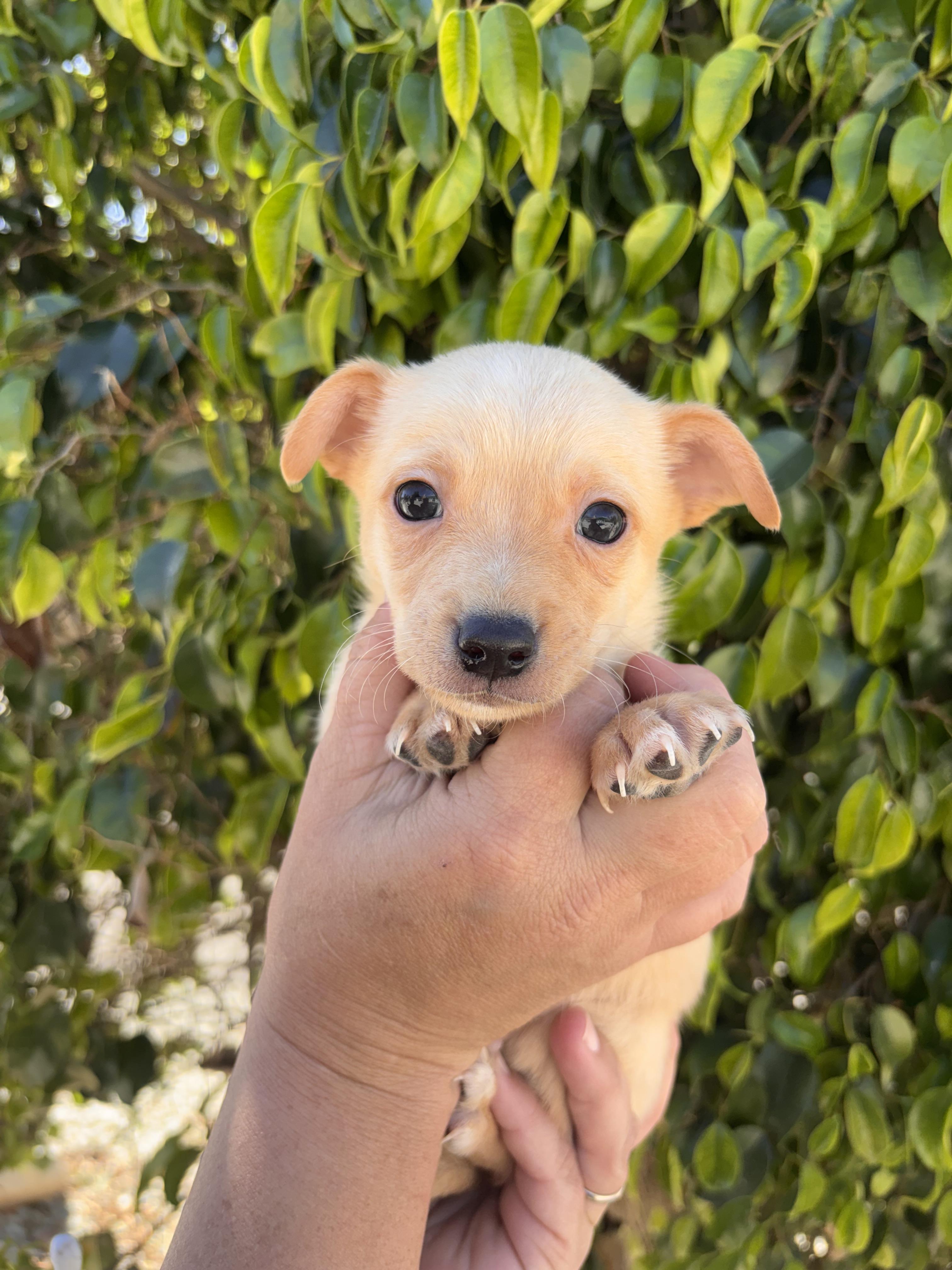 Bessie, a ADOPTABLE mixed breed in Corona, CA image 3/5