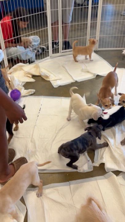 Enlarge Bessie, a ADOPTABLE mixed breed in Corona, CA video 2/3
