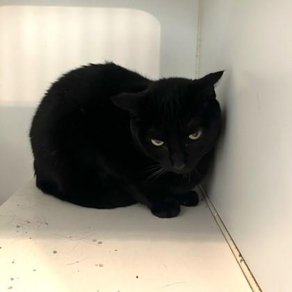 Nena, Adoptable, Young Female Domestic Short Hair & Domestic Short Hair.