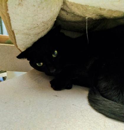 Nena, a Adoptable mixed breed in Palm Coast, FL image 2/2