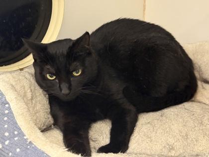 Nena, Adoptable, Young Female Domestic Short Hair & Domestic Short Hair.