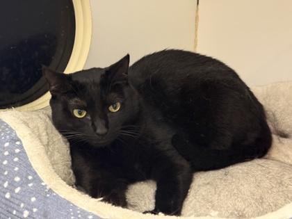 Enlarge Nena, a Adoptable mixed breed in Palm Coast, FL image 3/3