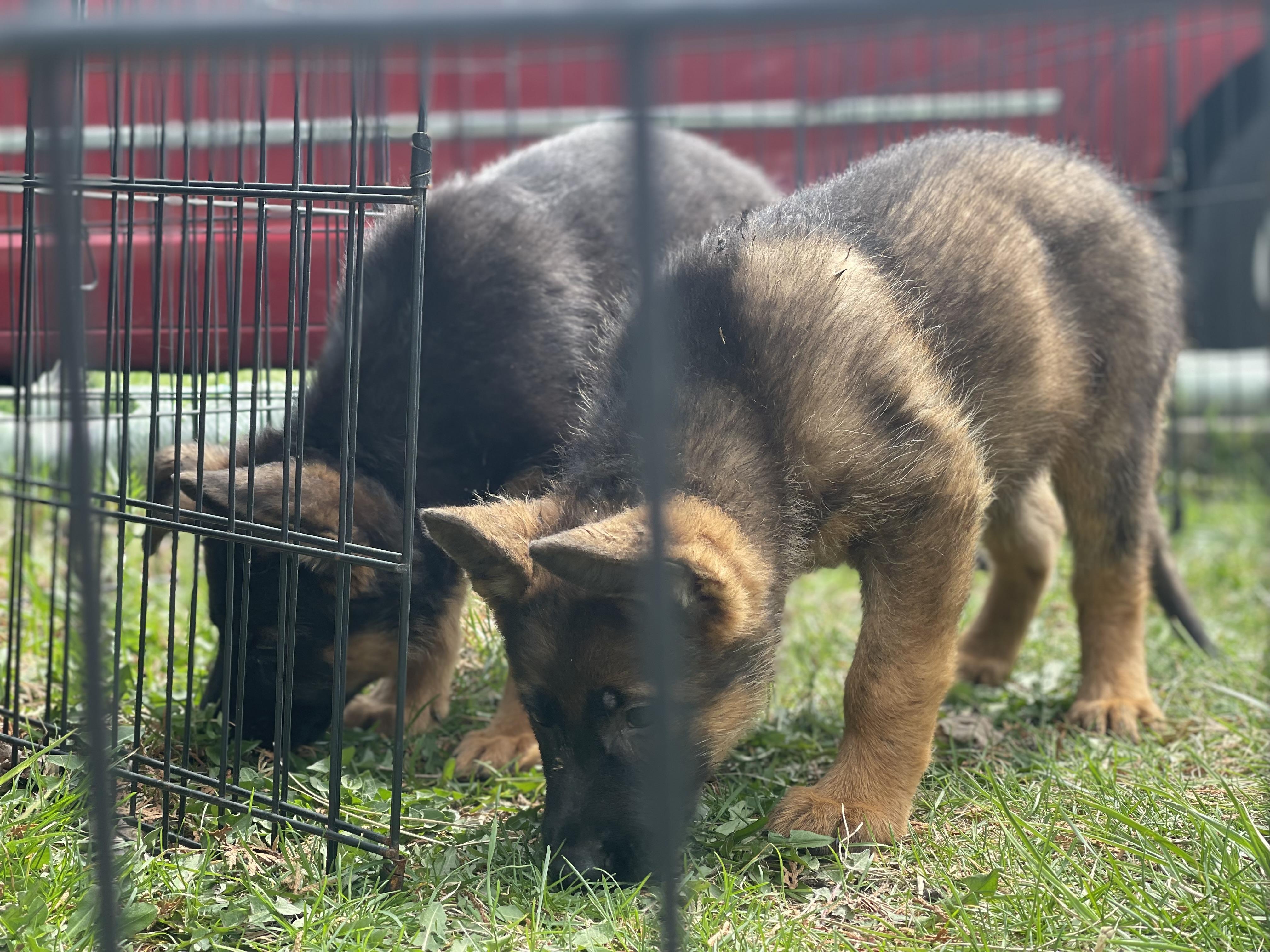 Enlarge Beethoven , a Adoptable German Shepherd Dog in Northlake, IL image 3/5