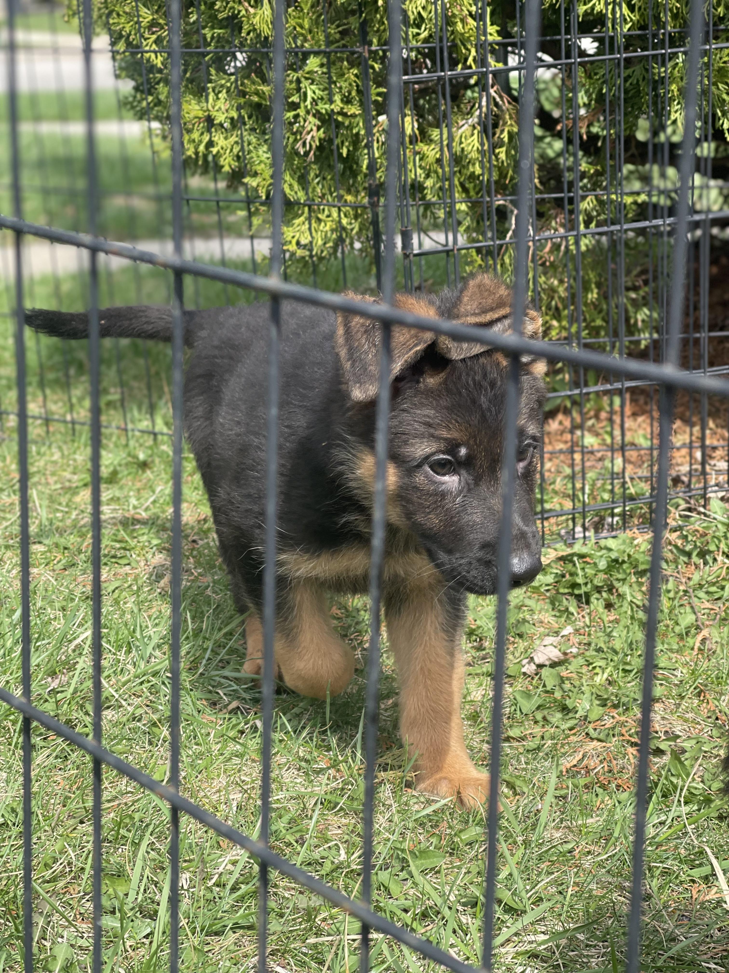 Enlarge Beethoven , a Adoptable German Shepherd Dog in Northlake, IL image 2/5