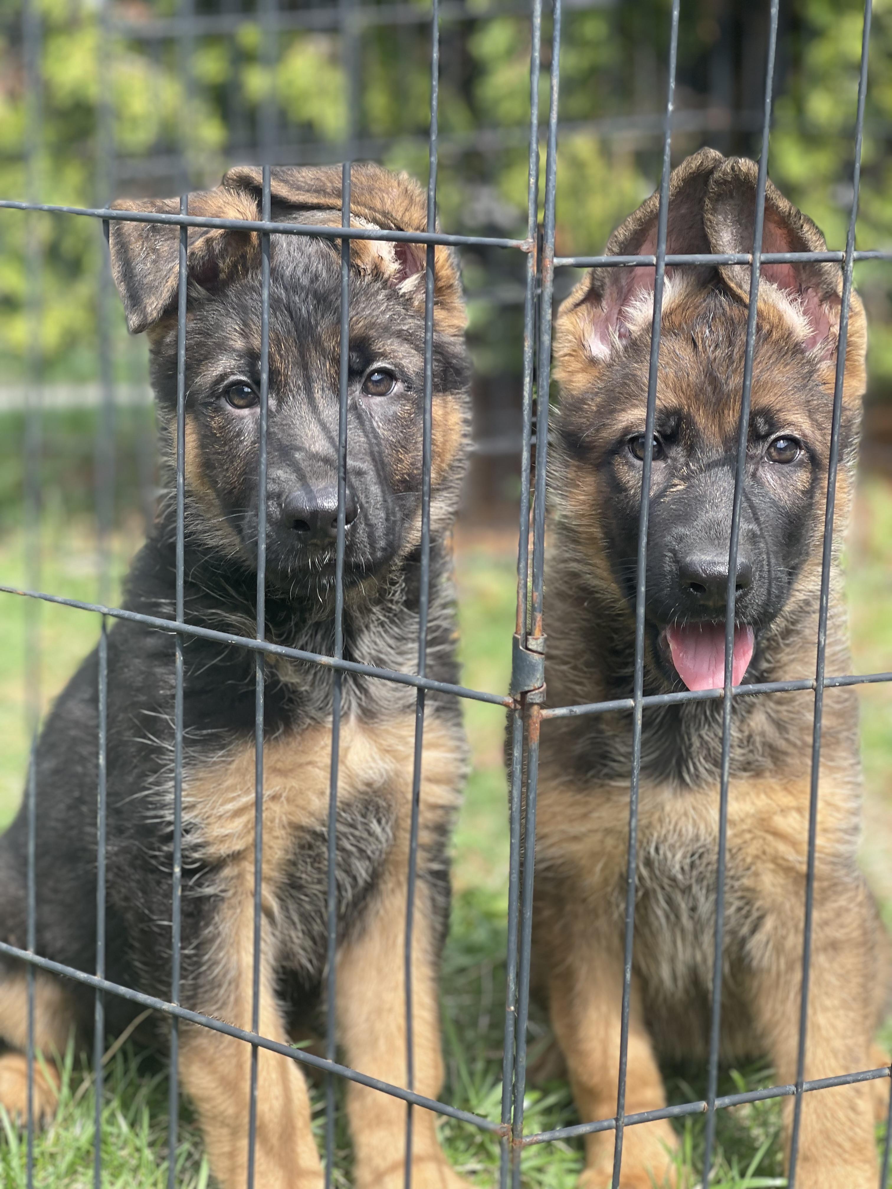 Enlarge Beethoven , a Adoptable German Shepherd Dog in Northlake, IL image 5/5