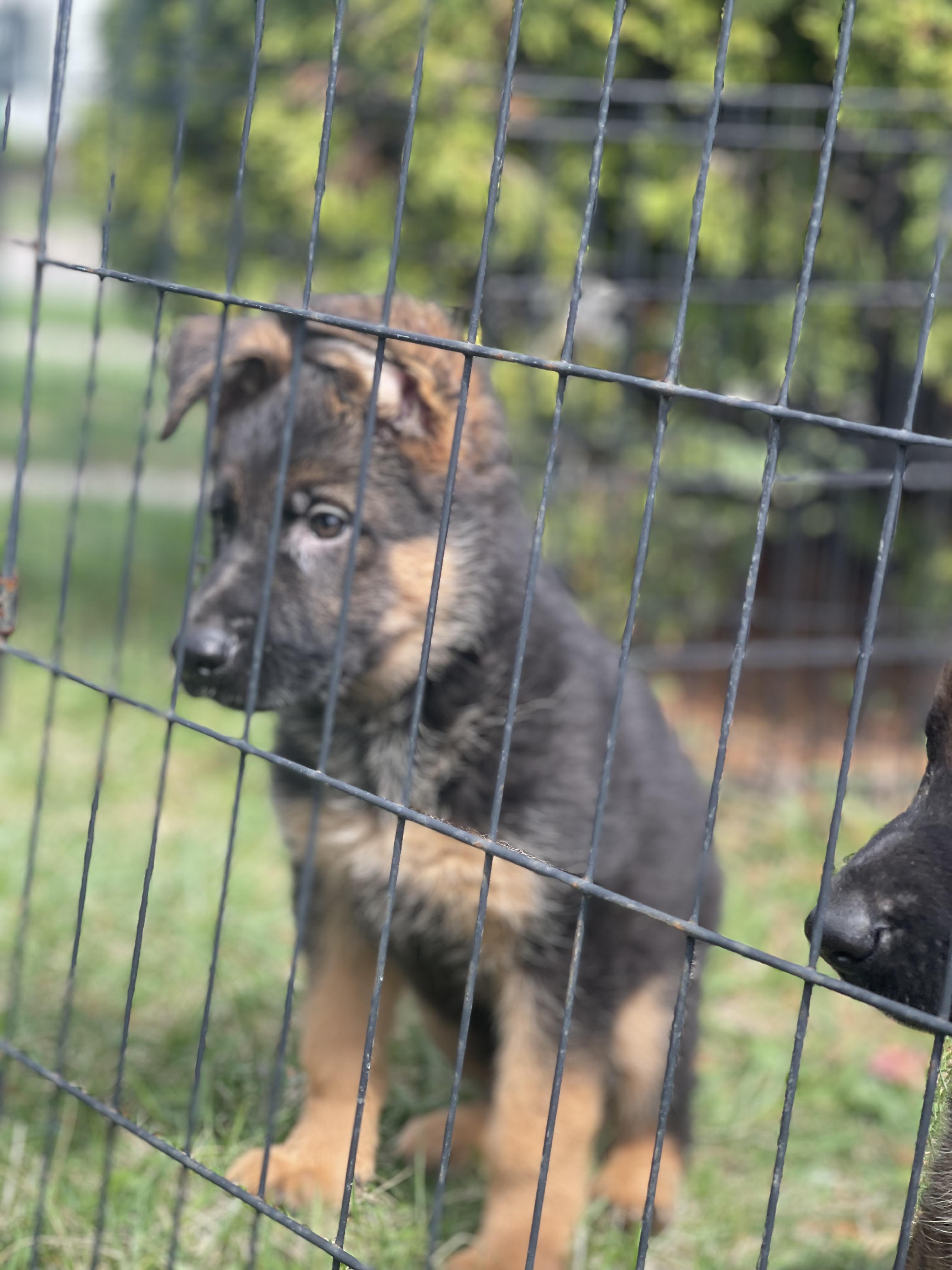 Enlarge Beethoven , a Adoptable German Shepherd Dog in Northlake, IL image 1/5