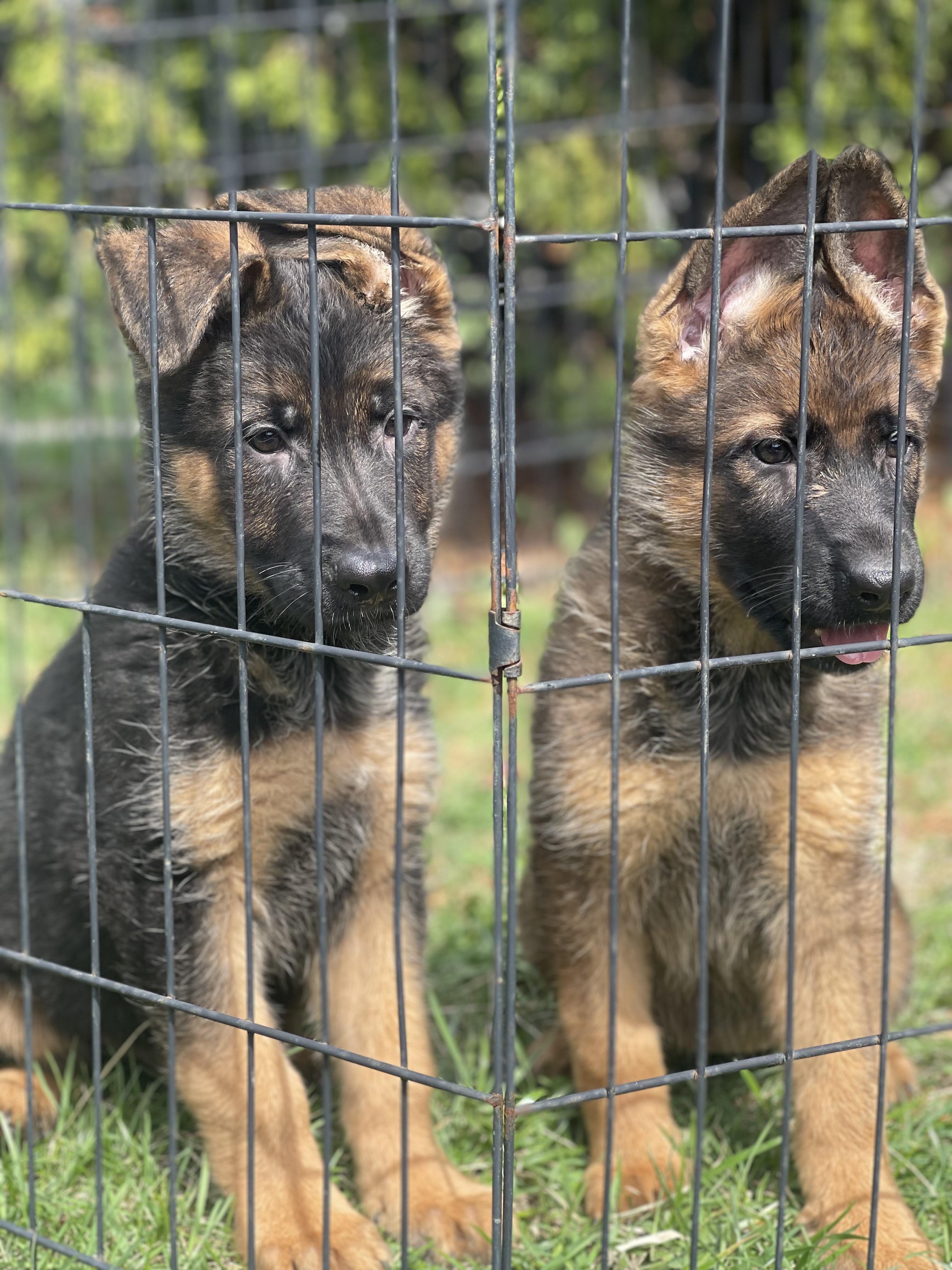 Enlarge Beethoven , a Adoptable German Shepherd Dog in Northlake, IL image 4/5