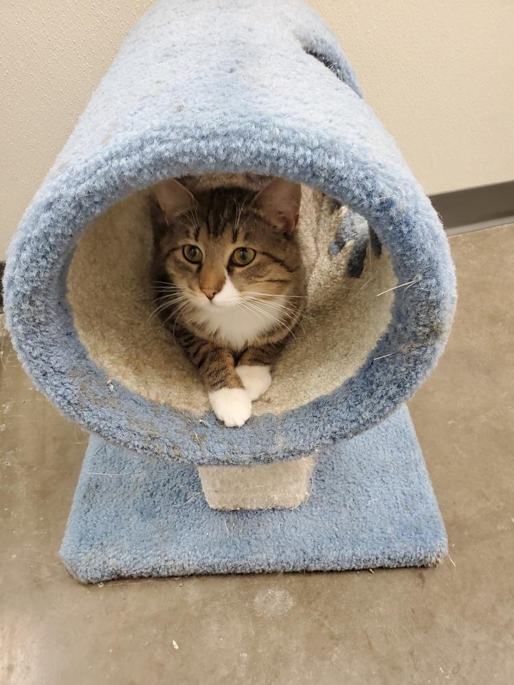 Klaus, Adoptable, Adult Male American Shorthair & Tabby.