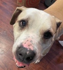 Enlarge Sami, a Adoptable Pit Bull Terrier in Rochester, NY image 2/4