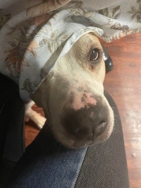 Enlarge Sami, a Adoptable Pit Bull Terrier in Rochester, NY image 4/4