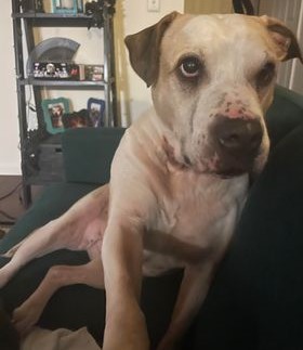 Enlarge Sami, a Adoptable Pit Bull Terrier in Rochester, NY image 3/4